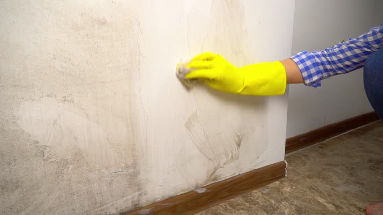 Professional Mold Removal in Miami Gardens, FL