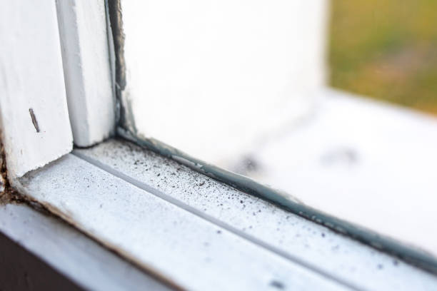 Best Comprehensive Air Testing for Mold Contaminants  in Miami Gardens, FL