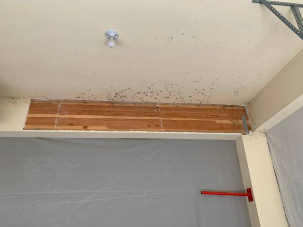 Forensic Mold Investigation in Miami Gardens, FL