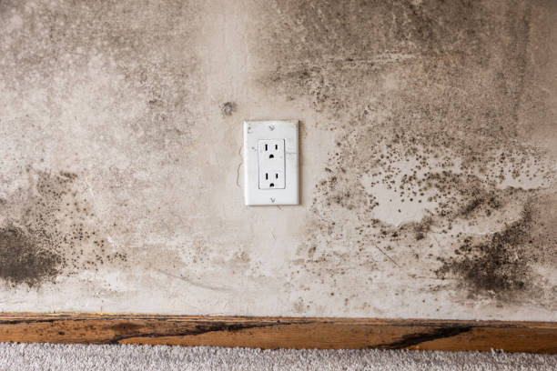 Best Mold Odor Removal Services  in Miami Gardens, FL