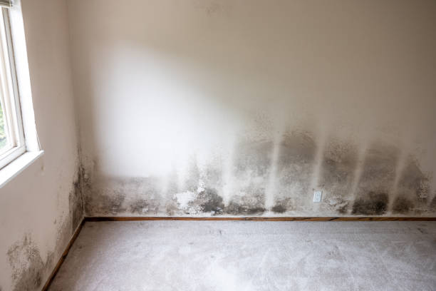 Best Industrial Mold Remediation  in Miami Gardens, FL